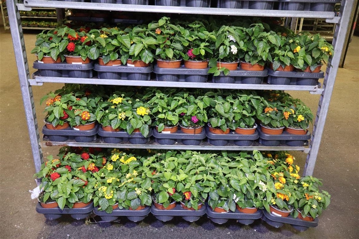 <h4>Lant C Havana Mixk 1 Kleur Per Tray</h4>