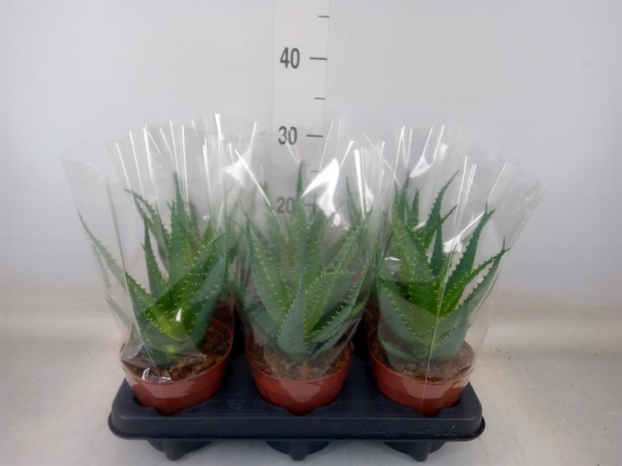 <h4>Aloe arborescens</h4>