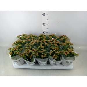 Kalanchoe  'MoreFlow Augusta'