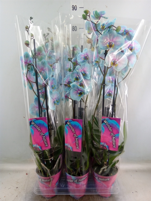 <h4>Phalaenopsis   ...</h4>