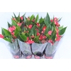 ANTHURIUM SWEET DREAM P12