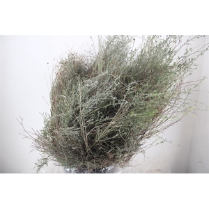 Thyme P/bunch Falso 300gr