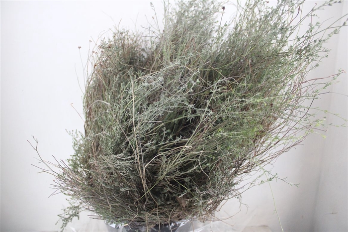 <h4>Thyme P/bunch Falso 300gr</h4>