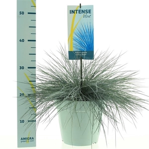 Festuca glauca Intense Blue®