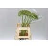 Ammi Green Mist