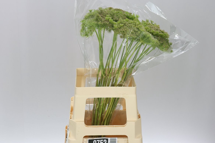 <h4>Ammi Green Mist</h4>