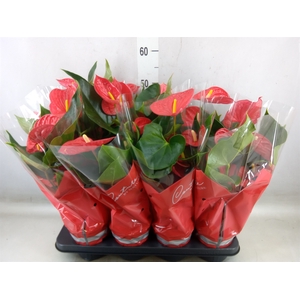 Anthurium andr. 'Esudo'