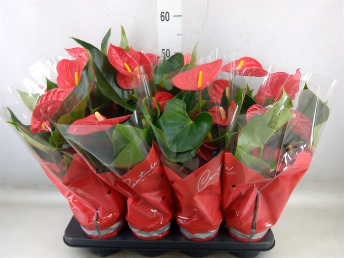 <h4>Anthurium andr. 'Esudo'</h4>