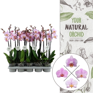 Your Natural Orchid | Pink | Phalaenopsis 2 spike