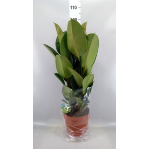 Ficus elastica 'Robusta'