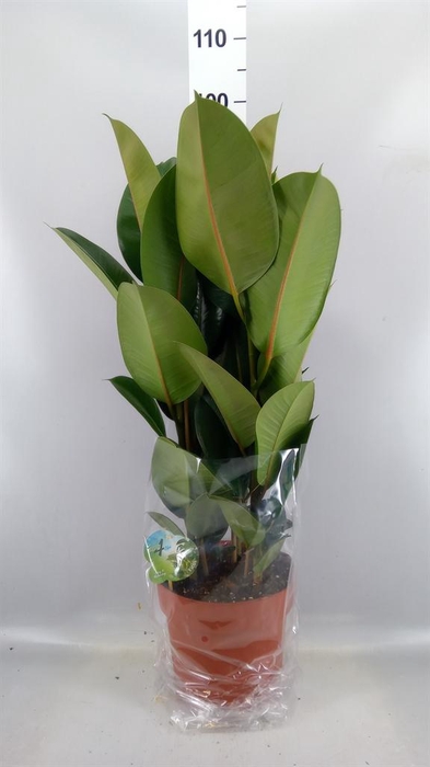 <h4>Ficus elastica 'Robusta'</h4>