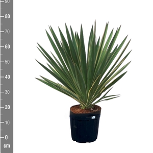 YUCCA GLOR VARIEGATA