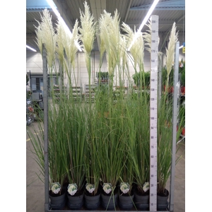 Cortaderia sell. 'Pumila'