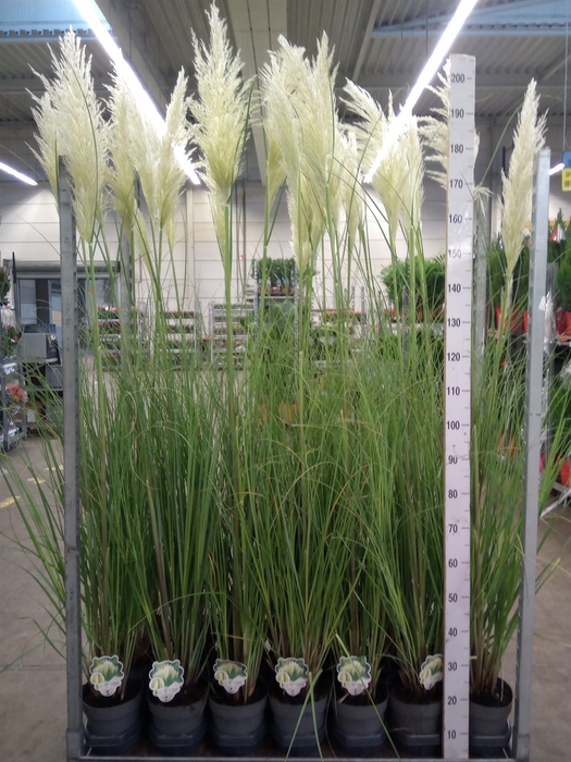 <h4>Cortaderia sell. 'Pumila'</h4>