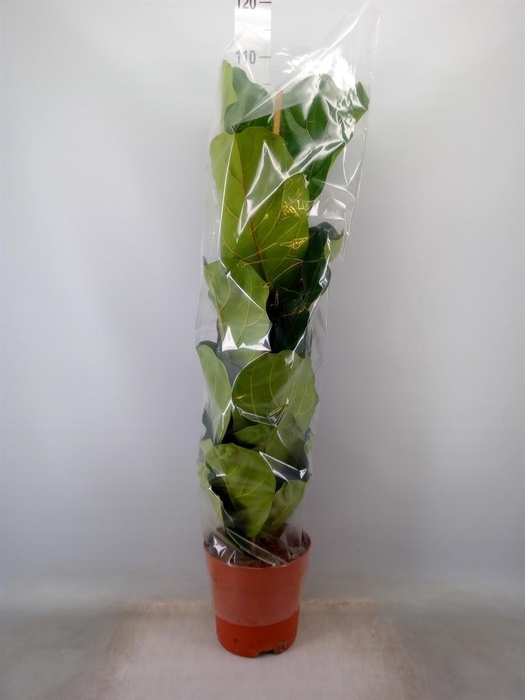<h4>Ficus lyrata</h4>