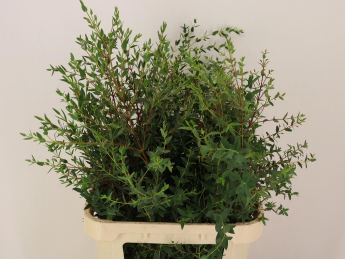 <h4>EUC PARVIFOLIA P BS</h4>