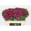 Dianthus Br Amazon Neon Cherry