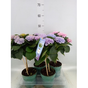 Hydrangea mac. 'Magical Revolution'