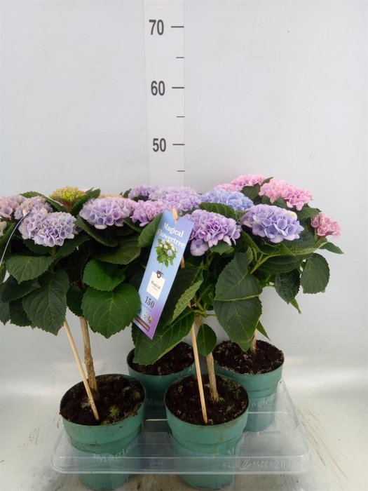 <h4>Hydrangea mac. 'Magical Revolution'</h4>
