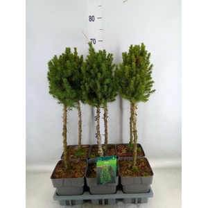 Picea glauca 'Perfecta'