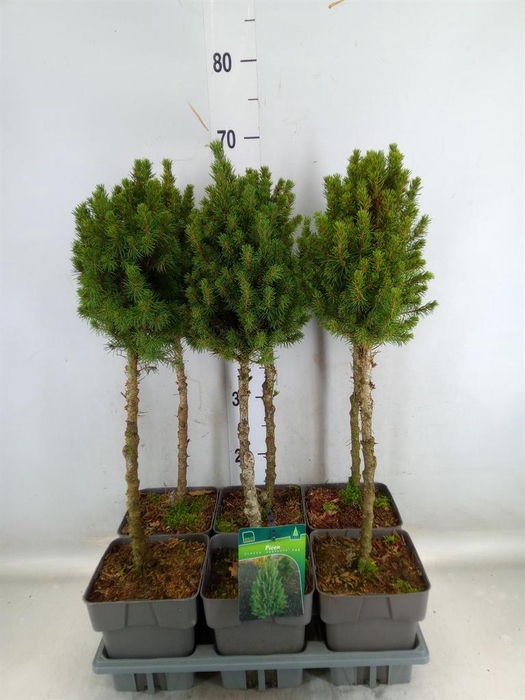 <h4>Picea glauca 'Perfecta'</h4>