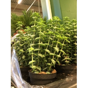 CRASSULA PAGODA