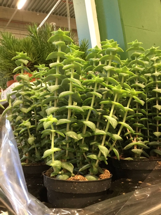 <h4>CRASSULA PAGODA</h4>