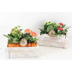 arr2 PL - Hout rechth. wit x4 - oranje/wit