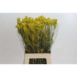 Anigozanthos Bush Gold