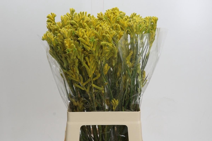 <h4>Anigozanthos Bush Gold</h4>