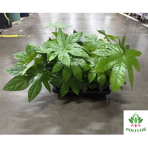 Fatsia Japonica 14Ø 35cm