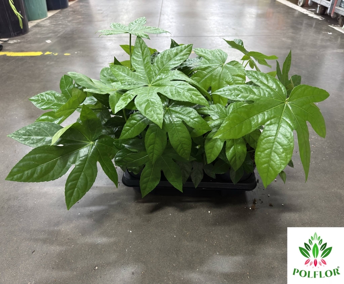 Fatsia Japonica 14Ø 35cm