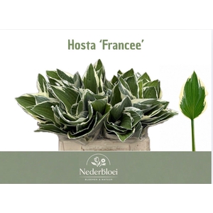 HOSTA FRANCEE
