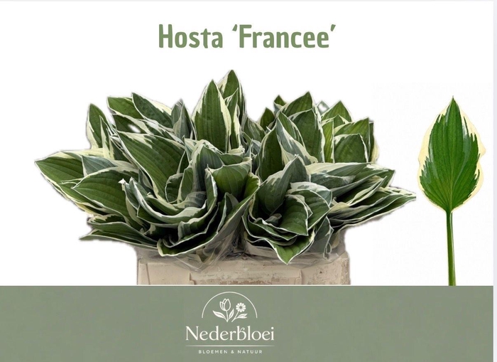 <h4>HOSTA FRANCEE</h4>