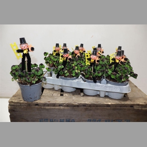 Oxalis Deppei + Schornsteinfeger