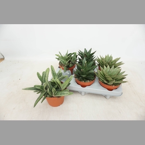 ALOE GEM