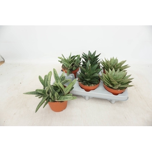 ALOE GEM