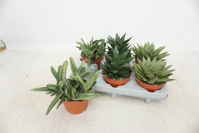 <h4>ALOE GEM</h4>
