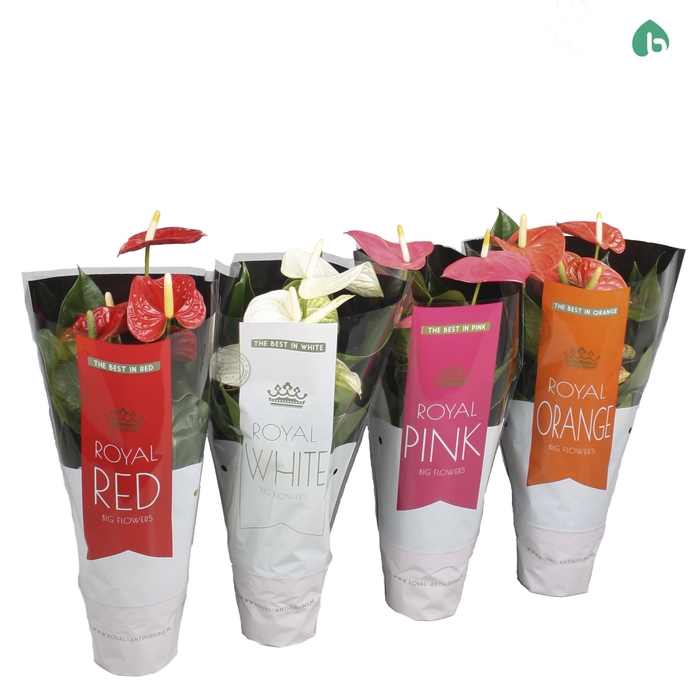 <h4>Anthurium   ...mix</h4>