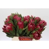 Protea Brenda