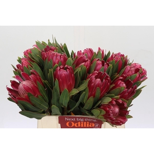 Protea Brenda
