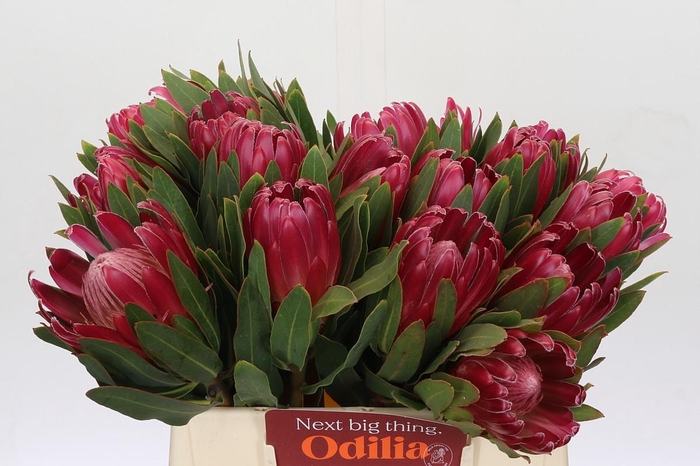 <h4>Protea Brenda</h4>