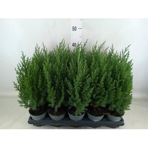 Juniperus chinensis 'Stricta'
