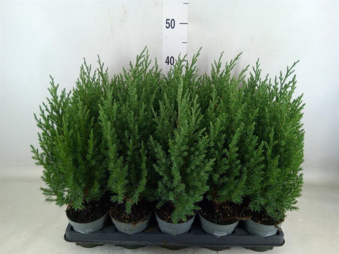 <h4>Juniperus chinensis 'Stricta'</h4>