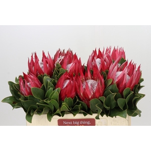 Protea Cynaroides Claire