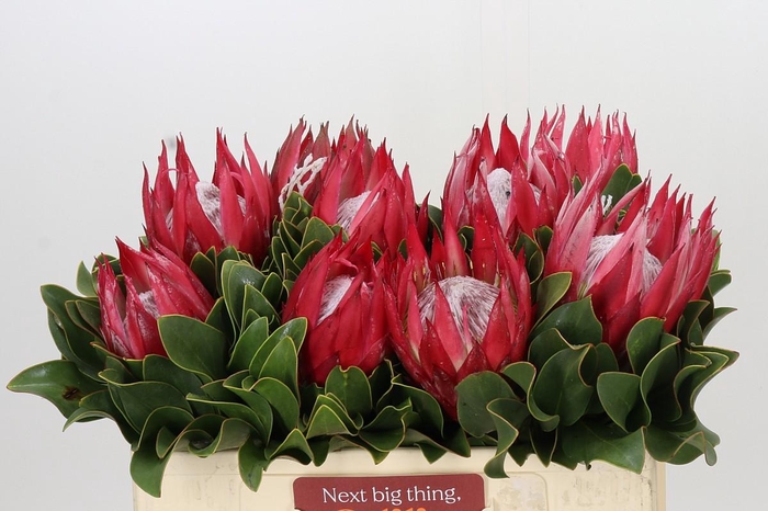 <h4>Protea Cynaroides Claire</h4>