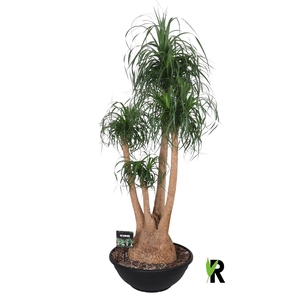 Beaucarnea recurvata