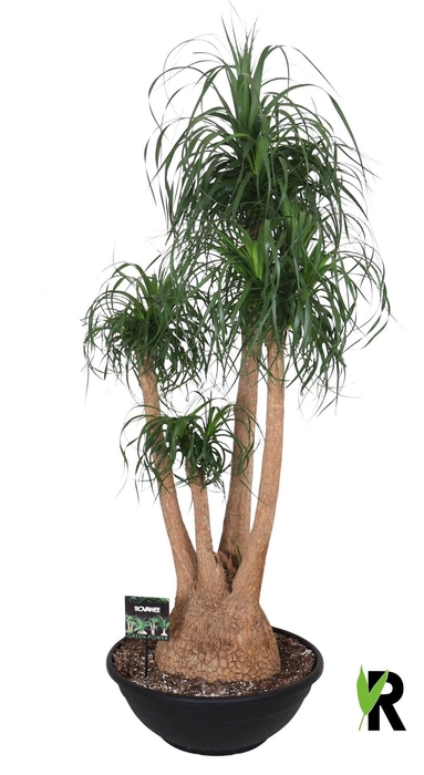 <h4>Beaucarnea recurvata</h4>