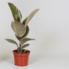 Ficus elastica 'Tineke'