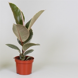 Ficus elastica 'Tineke'